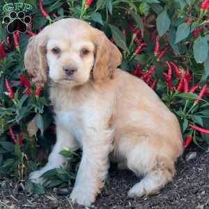 Audrey, Cocker Spaniel Puppy